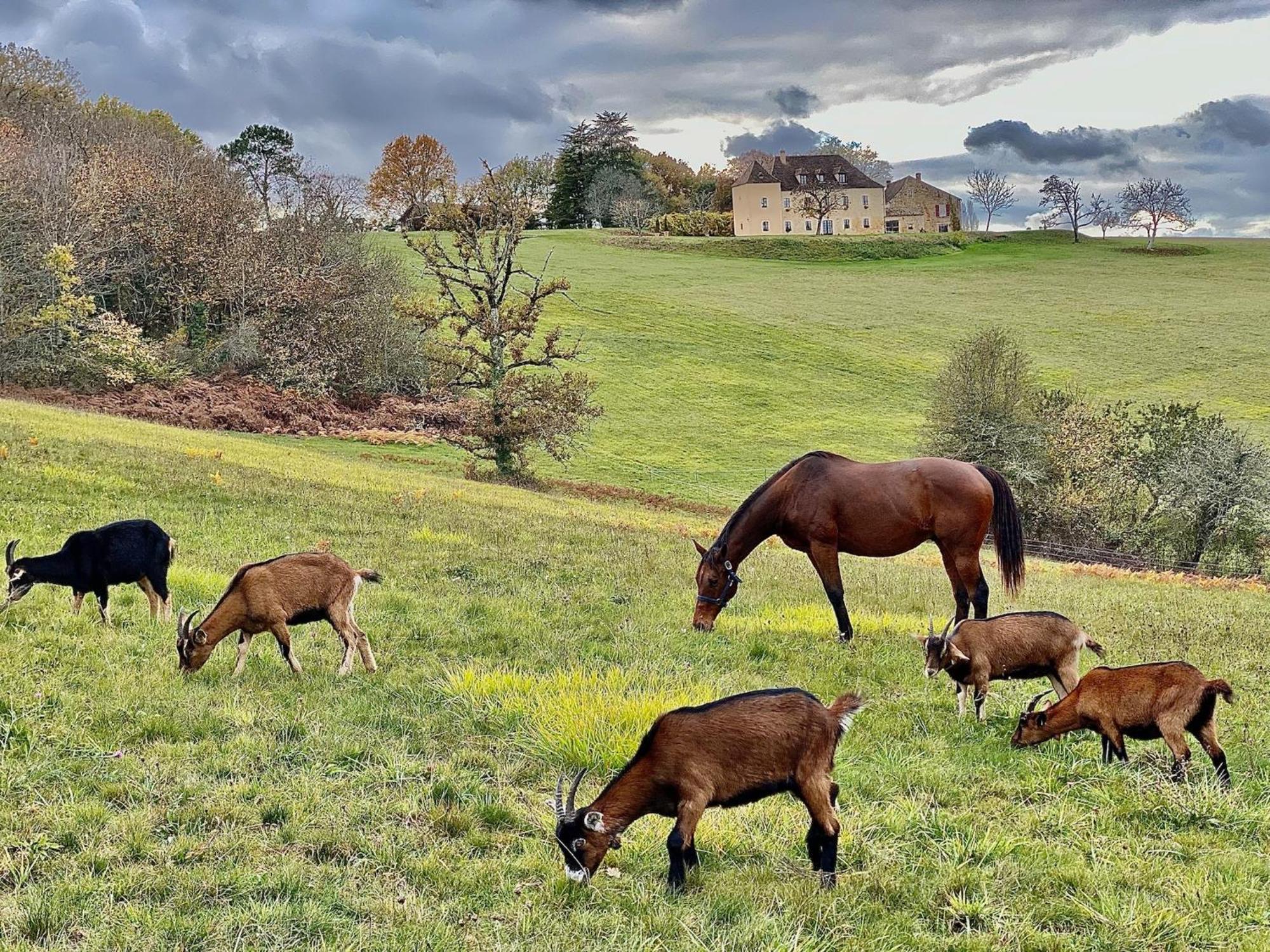 Domaine De Cazal - Gite 2 Pers Avec Piscine Au Coeur De 26 Hectares De Nature Preservee Villa Saint-Cyprien  Buitenkant foto